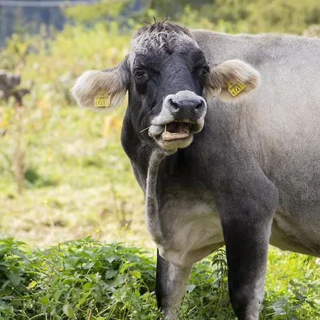 Zumschutzpatron 度假居 Bschlabs