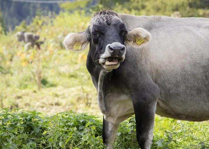 Zumschutzpatron Holiday home Bschlabs